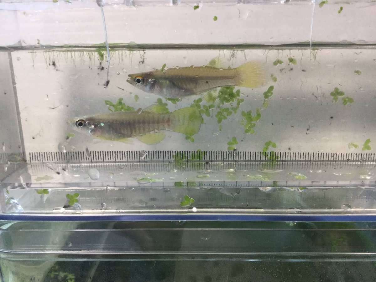 ムーアヒロキングキングモドゥキ tweet media