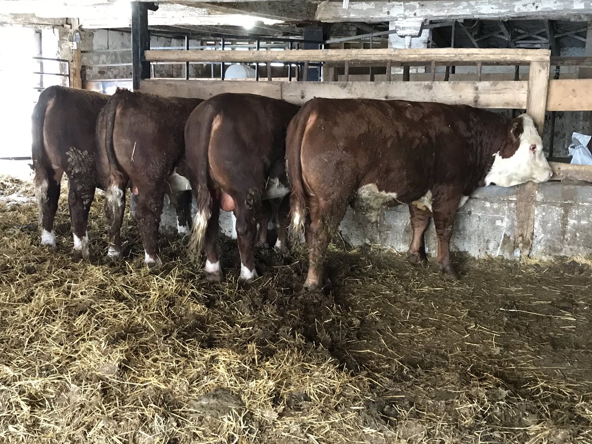 July 1 so we now have a couple UFA’s available to be signed to a new team! Let me know if you are still looking for a bull for the upcoming season.<a href="/CAN_Hereford/">Canadian Hereford</a>