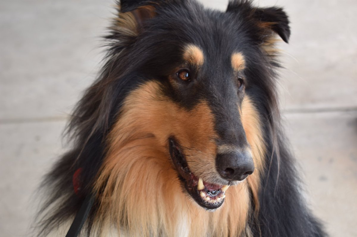 autism_SAFE's tweet photo. Meet the Therapy Dogs was a hit! Our families and the dogs love ice cream too! Lots of friends, old and new! Thanks Jeannine Morrissey for all the awesome pictures! #therapydogs #meetthetherapydogs #autism_SAFE #ASD #malacari #icecream #nepa #social #funwithfriends https://t.co/y2TnkSEqY1