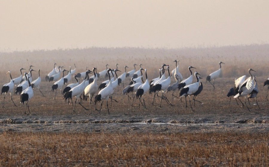 viajepatrimonio's tweet photo. Seguimos con #whc43com con cuatro sitios naturales: santuarios intermareales de avifauna del mar Amarillo (China), bosques Hircanianos del mar Caspio (Irán), complejo de selvas de Kaeng-Krachan (Tailandia) y fauna marina de la islas australes francesas (Francia) https://t.co/9gJjBZ0mOI