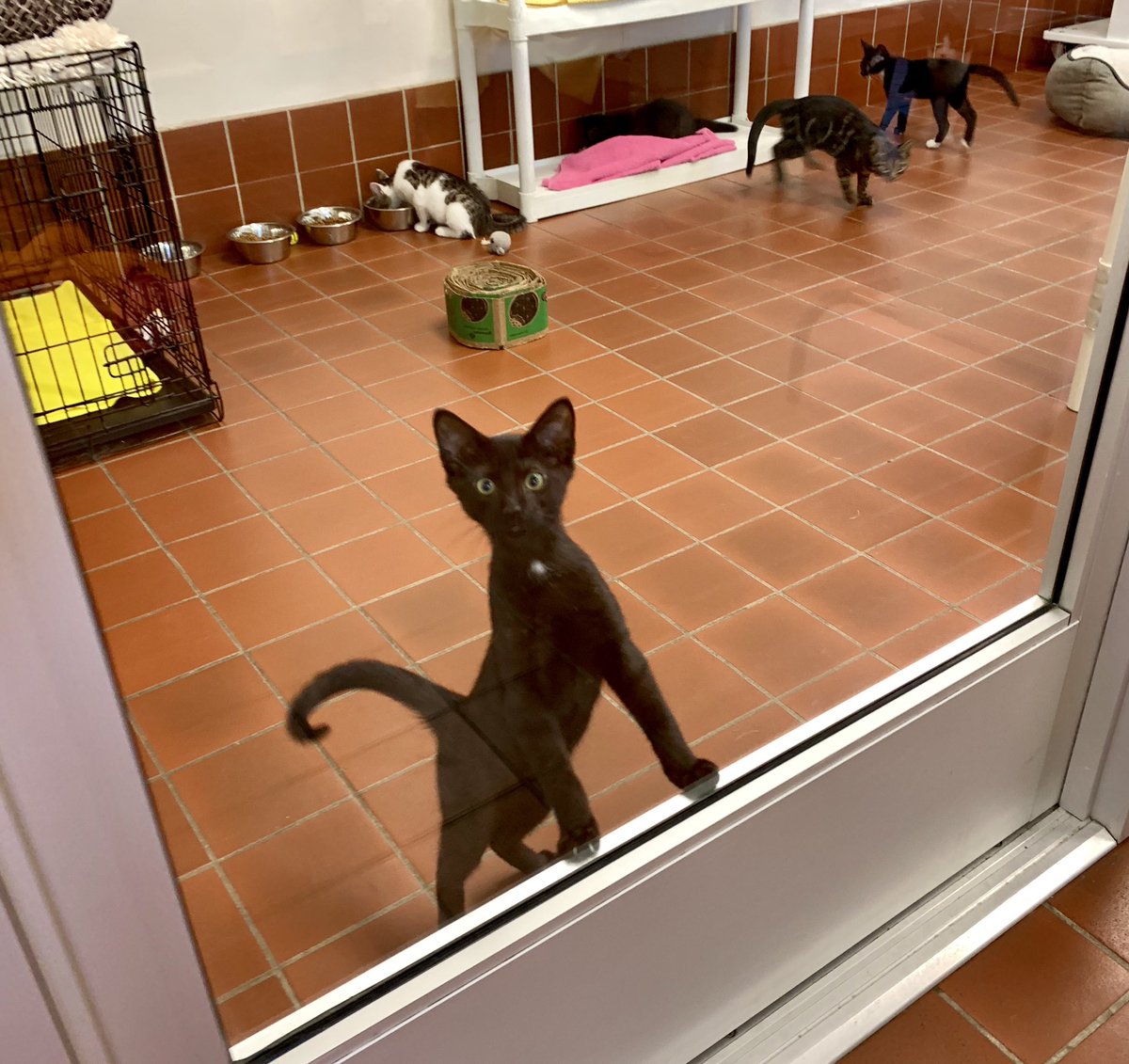 ShelterCatHSSCM's tweet image. Kittens have arrive at the shelter and they are waiting for you! ❤️😻🐈