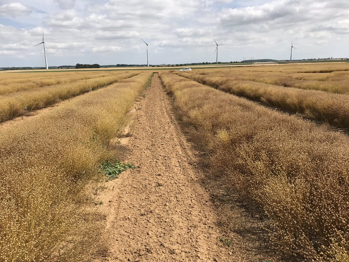 Reynald_Linea's tweet photo. Notation septoriose puis choix définitifs de sélection lin oléagineux d hiver. De belles différences ! Septoria scoring and final choices for winter linseed breeding lines. Beautiful differences! #selectionpassion # winterlinseed # linea #bleublanccoeur #valorex https://t.co/hS6PlFdpRt
