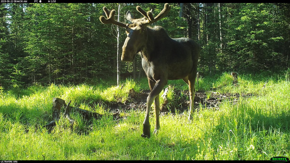 viv_iam's tweet photo. Happy Canada Day!!! ๐จ๐ฆ๐ช๐จ๐ฆ #moose #notacamel #cabininthewoods https://t.co/B8AZxySCCw