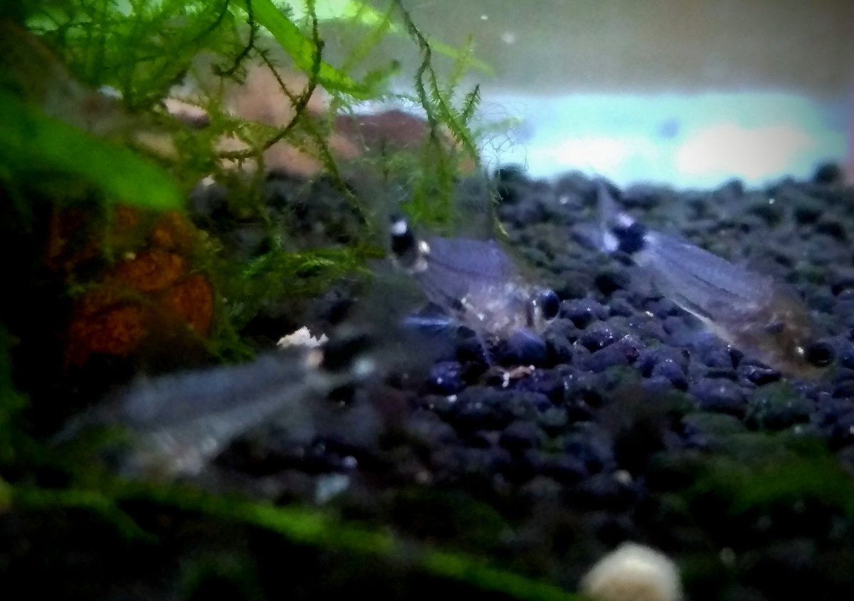 コリドラスハステータス Twitter Search