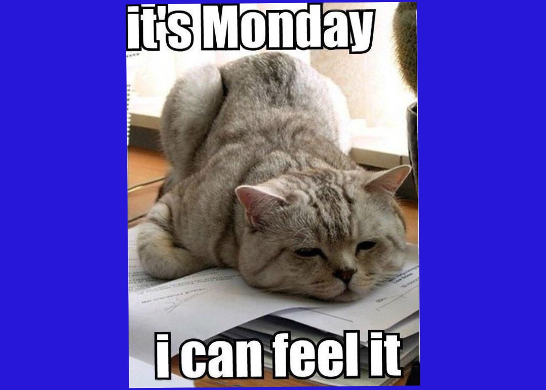 CAsaveakitty's tweet photo. Monday!!! https://t.co/nmfAfRKkZf