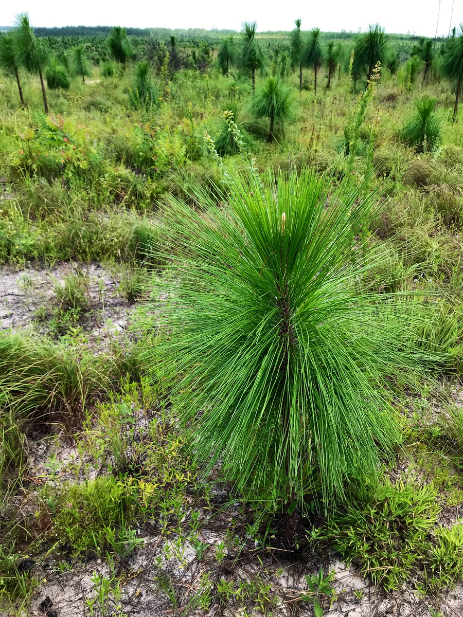 A few pictures from the Longleaf pine workshop last week. Toured private lands managed for LL in Deep East Texas. Learned about how to grow and promote Longleaf. Ad Platt, VP of Operations for the Longleaf Alliance, spoke to us. Great day! My takeaway: burn baby burn 🔥🌲