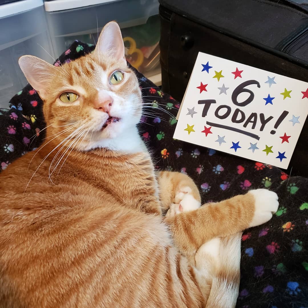 Happy 6th Birthday Marmalade!! 🎉

6 years old and almost 5 years cancer free... you're the most AMEOWZING ginger furkid around and we're SO glad you're in our lives! ❤