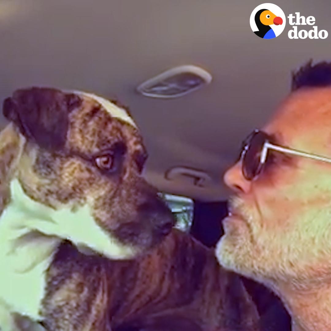 The Dodo on Twitter "When this guy's pit bull went missing in a car