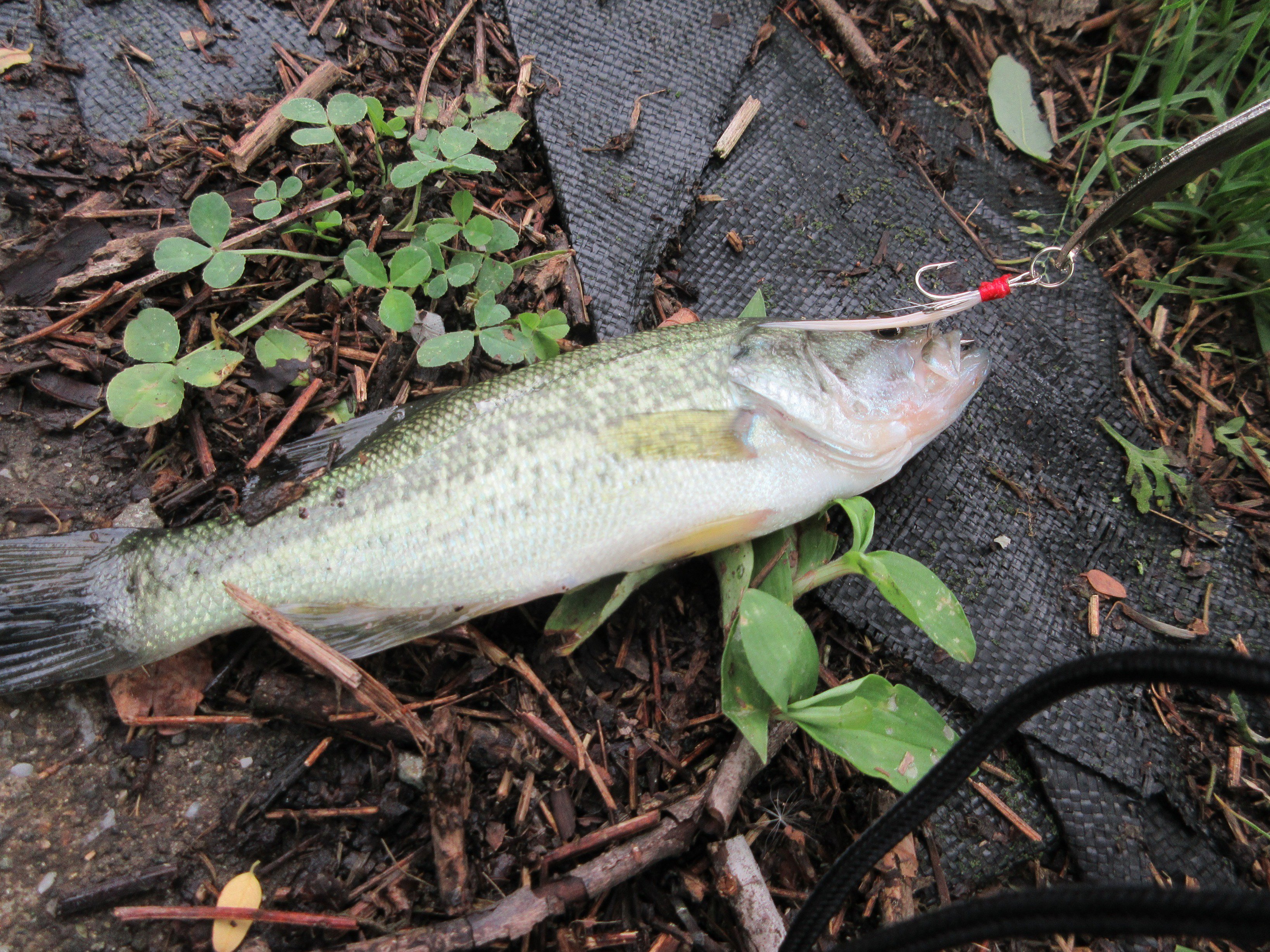 おいかわ３ 帰宅途中に試し釣り ダイソーグッズだけでバス釣り 出来そうです 使ったのはダイソーのスプーンです でもこのロッドで メジャーな場所で釣りをするのには 少し抵抗があります ダイソー パックロッド バス釣り T Co Pxi1ifbav5