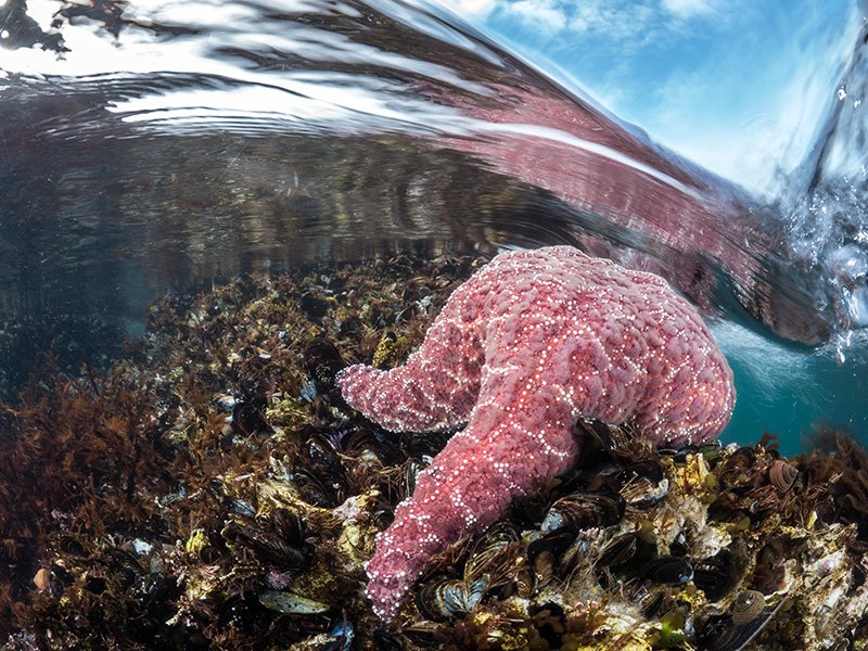 KateVylet's tweet photo. A rush of cold, salty water washes over the back of an ochre #seastar (#Pisaster ochraceus) as the ocean withdraws from the rocky #intertidal. This zone is in a constant flux of wet and dry, the movement of which can be quite violent. https://t.co/wX7FlR0gQg