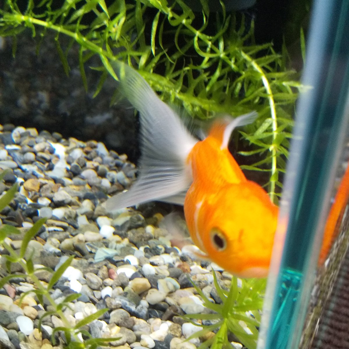 トップイメージカタログ 50 金魚 夜 電気