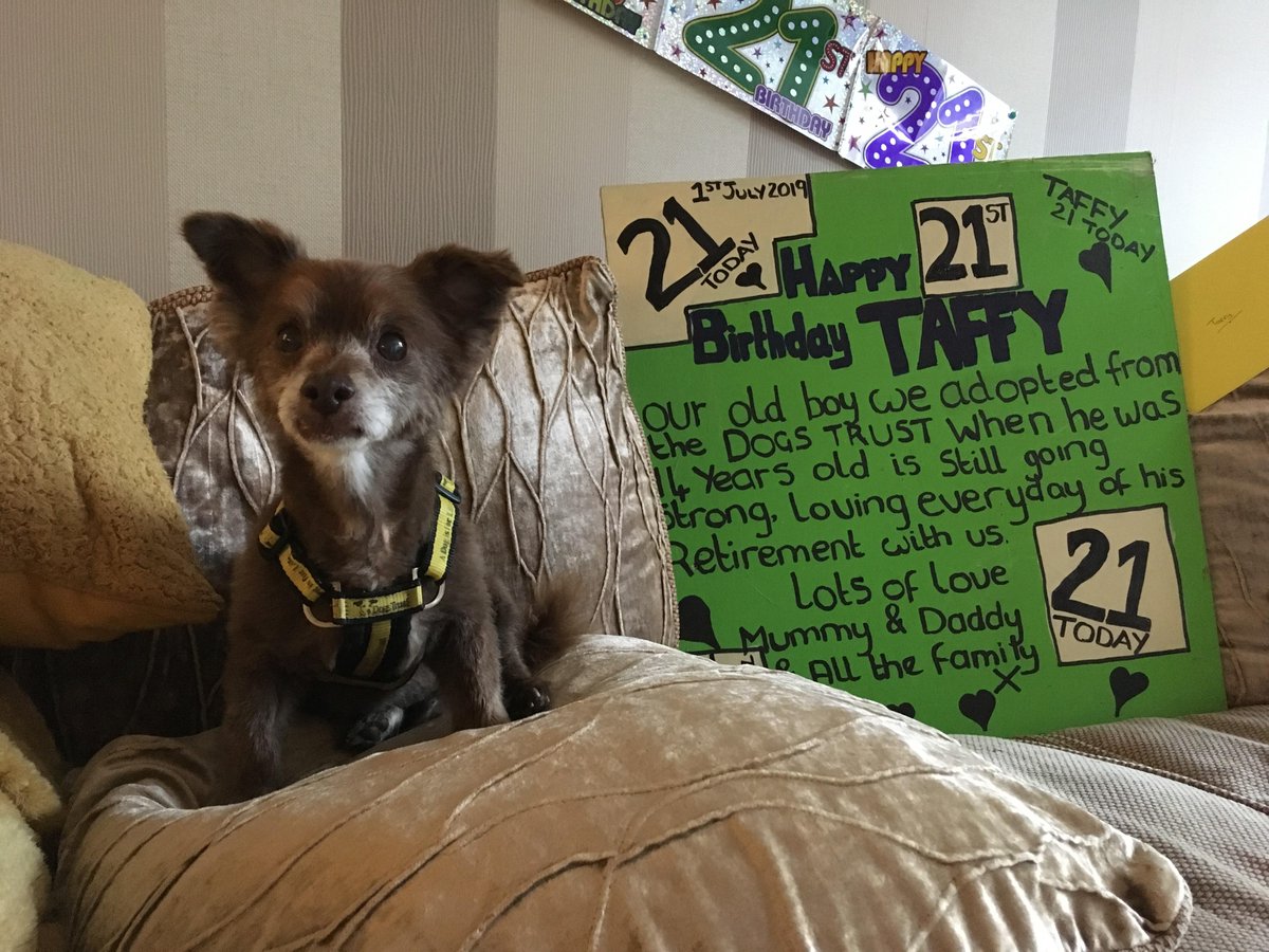 Meet Taffy 🐶 
Today, he is celebrating his 21st birthday in his forever home after being adopted 7 years ago from Dogs Trust Shrewsbury 🎂
Taffy, we hope you have an incredible day and you look amazing for 21! Send Taffy a birthday wish below 👇