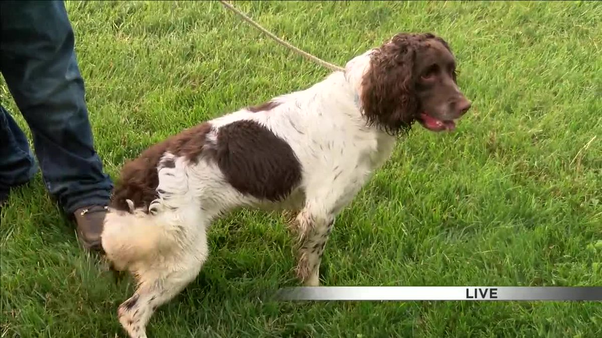 AnimalHospitalM's tweet photo. Dogs are born with great instincts, but those instincts need to be brought out and trained. Here's how hunting dogs are trained: https://t.co/7QQg3dRYbh https://t.co/xE2M2u2jJg