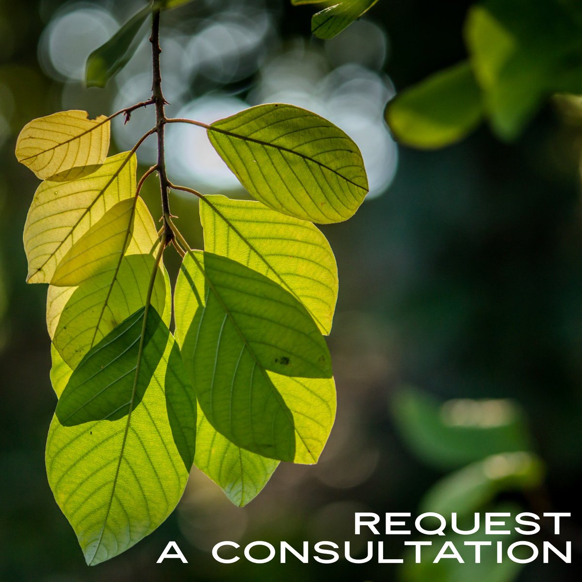 westchestertree's tweet photo. ...and just like that June became July ☀️ 
https://t.co/9ipbBIENZw https://t.co/aiBWWmegC8