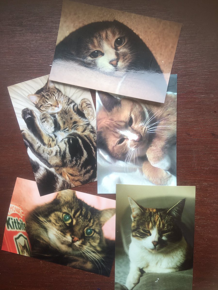 emmagillradio's tweet photo. @BBCCornwall My beloved rescue cats and dogs who’ve given my family and lots of love and laughs over the years #petsmonth @emmgillradio https://t.co/rmM9dWM27g