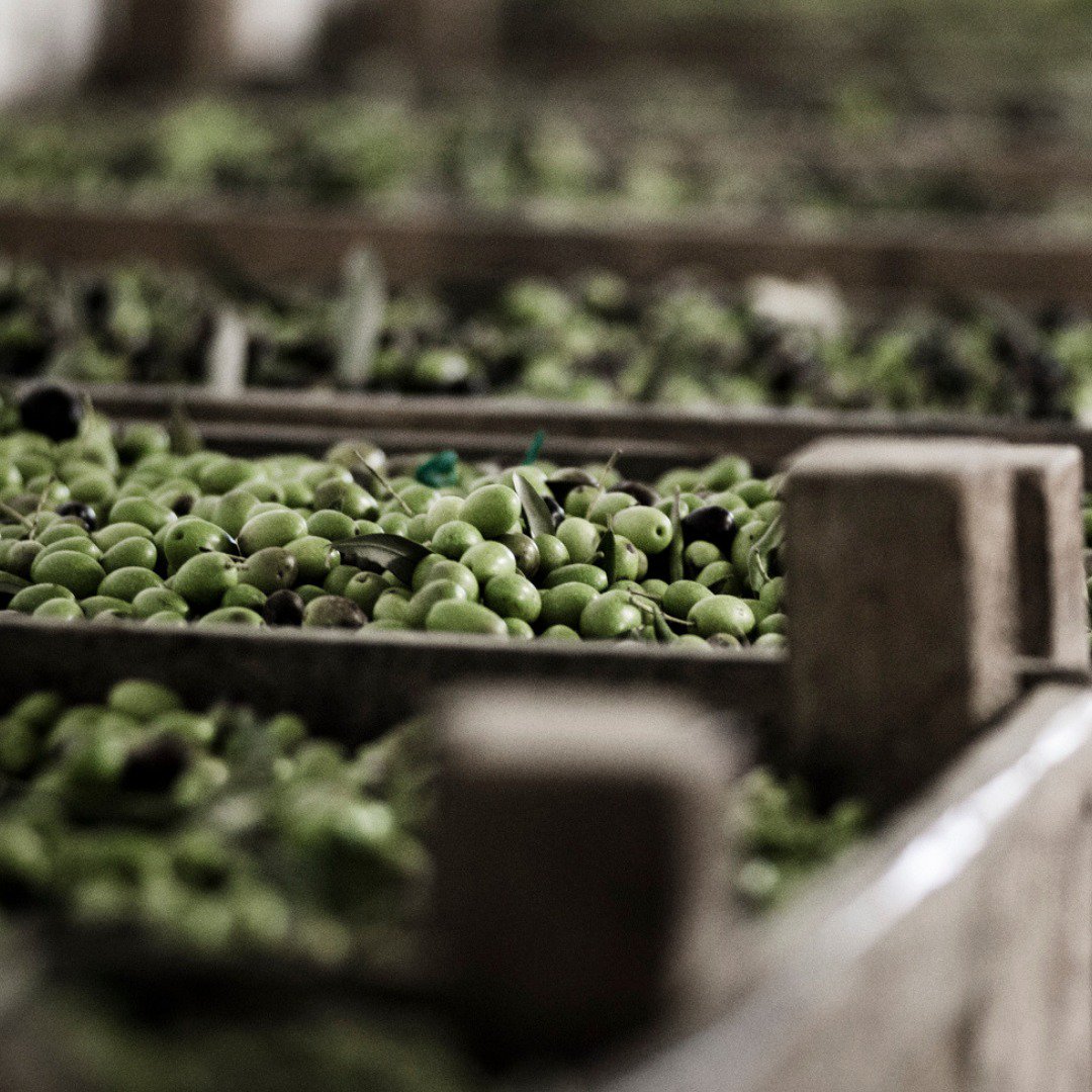 L’olio extravergine di oliva Laudemio viene prodotto selezionando solo le olive migliori. Laudemio vuol dire eccellenza 🥰

#laudemio #laudemiooliveoil #extravirginoliveoil #olioevo #olio #oil #olioextraverginedioliva #oliotoscano #toscana #tuscanygram #tuscany  #olive #oliveti