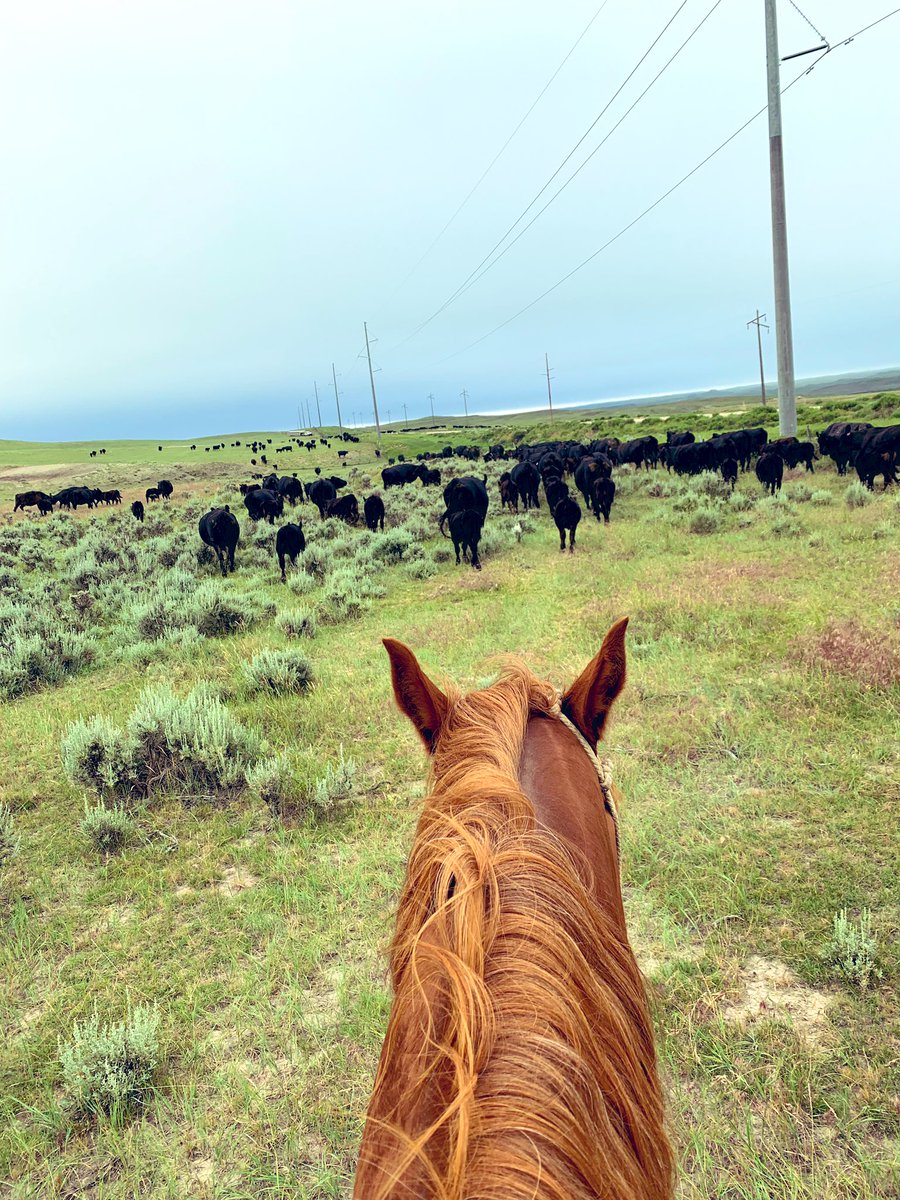 Thank god for good horses, green grass, and fat black cows 🤠