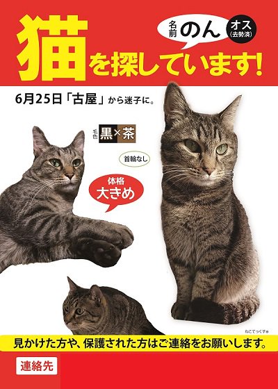 ねこてっくす 迷子猫 迷子犬 迷子鳥 迷子ペット チラシ制作 迷子猫 のんちゃんを探しています 6 25和歌山県で迷子に キジトラの男の子 大柄 首輪なし 目撃 保護情報をお待ちしています 迷子猫 迷い猫 キジトラ キジトラ猫 黒茶色 黒キジ