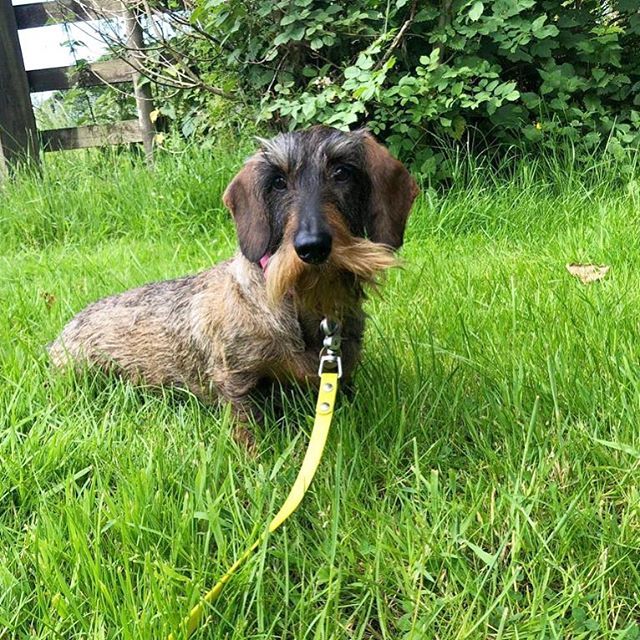 CrumbBowley's tweet photo. It’s Monday again! Is everyone having a good one?
•
•
•
#dachshundoftheday #dachshundsdaily #dachshunds #dog #wienerdog #wirehaireddachshund #weratedogs #doxie #dackel #teckel #dogstagram #dogsofinstagram #sausagedog #sausagedogcentral #featuremydach… https://t.co/r5rrR4tcWh https://t.co/6j5M3JCfOP