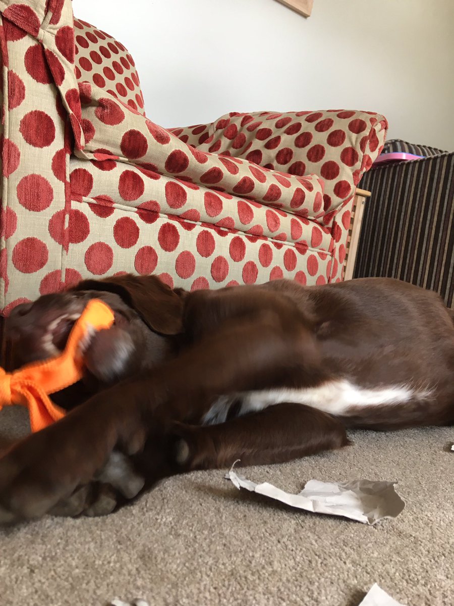 VivsDog's tweet photo. Happy birthday to me! Now I’d like that tin of tuna you promised! https://t.co/jcF9jhu4H2