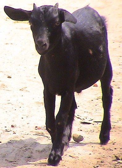 BMC_series's tweet image. July’s featured #datanote is the genome of the Black Bengal goat: doi.org/10.1186/s13104… #researchnotes #genomics #opendata #BMCResNotes