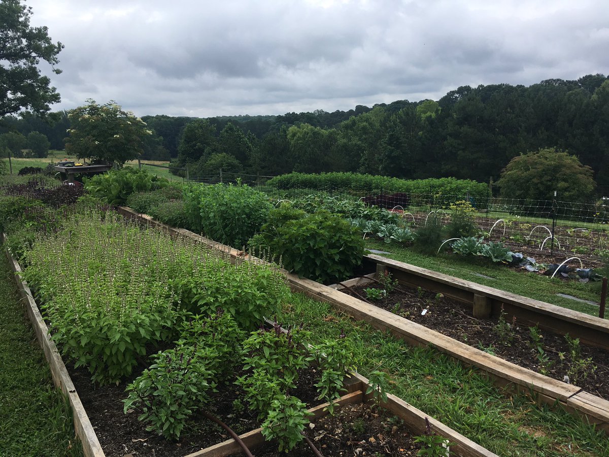 New summer menus are available in <a href="/HeronsNC/">Herons</a> with fresh produce straight from the culinary farm #theumstead #heronsnc #eatraleigh #eatlocal #earyourartout
