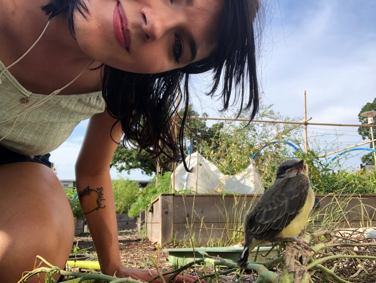 UNT student Kaitlyn Black has been active in the UNT Community Garden this summer! While making room for sweet potatoes in her garden plot, she met a new friend! 🐦💚#greenthumb #communitygarden
