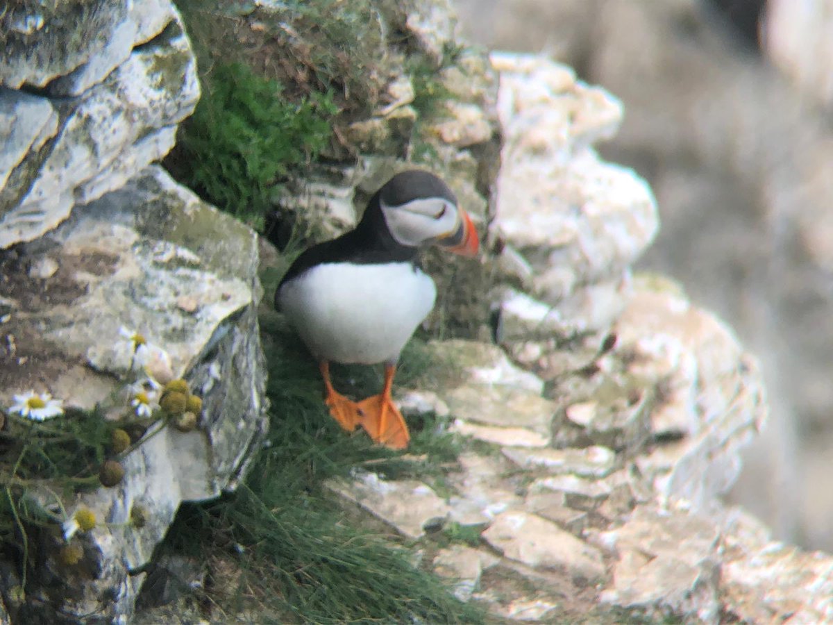 Year Three and Four have been bird watching!