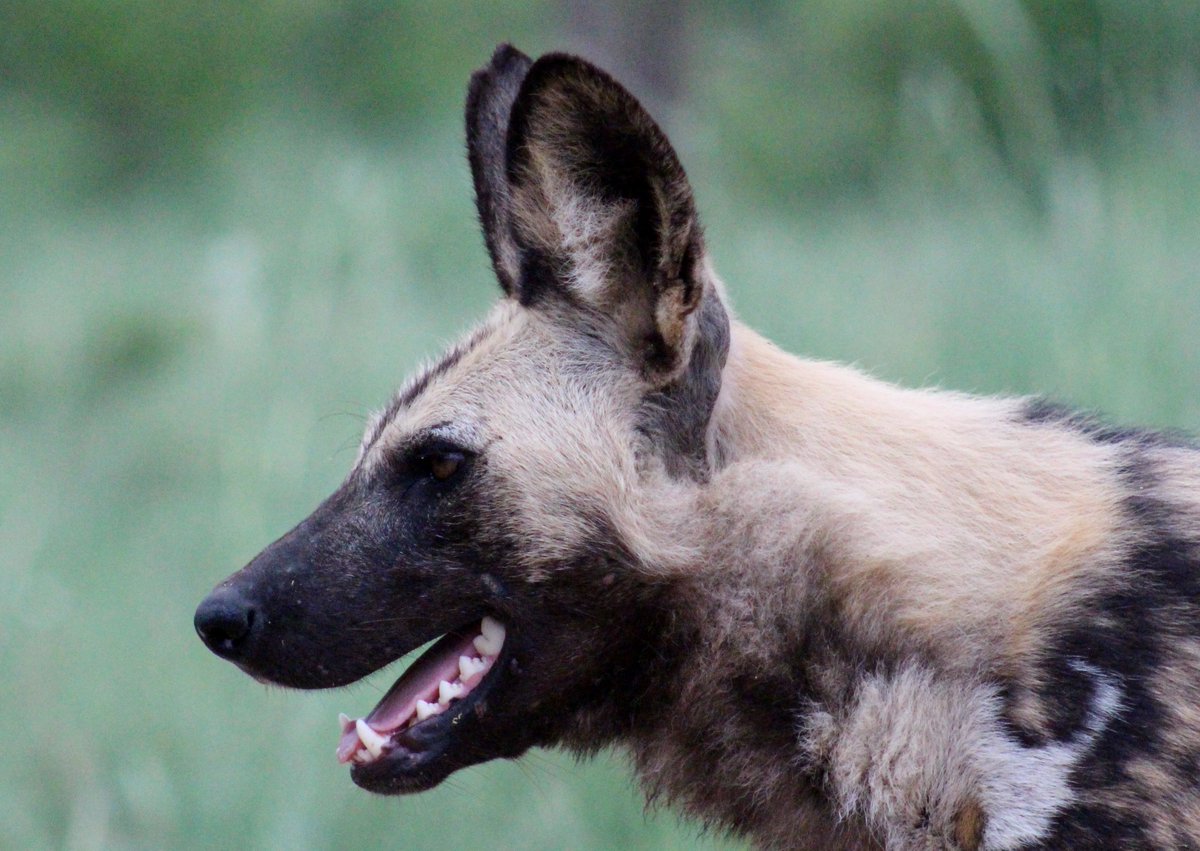 PurdonHelen's tweet photo. Beautiful wild dogs - such special creatures! #krugerpark #sanparks #krugernationalpark #paintedwolves #wilddogs #family #packanimals #wildlife #animalsonthemove https://t.co/nnif7TsxJz