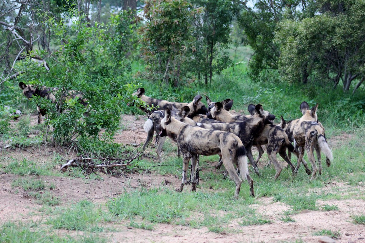 PurdonHelen's tweet photo. Beautiful wild dogs - such special creatures! #krugerpark #sanparks #krugernationalpark #paintedwolves #wilddogs #family #packanimals #wildlife #animalsonthemove https://t.co/nnif7TsxJz