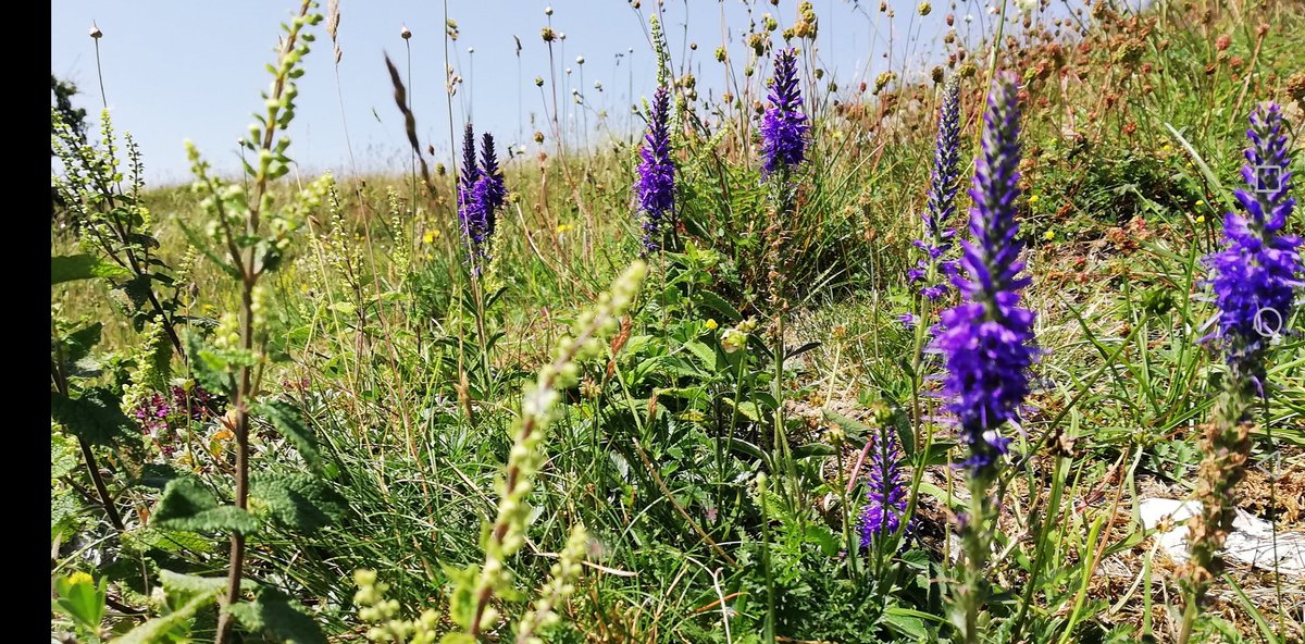 #wildflowerhour Spiked Speedwell - my favourite. #conservationgrazing #sheep365