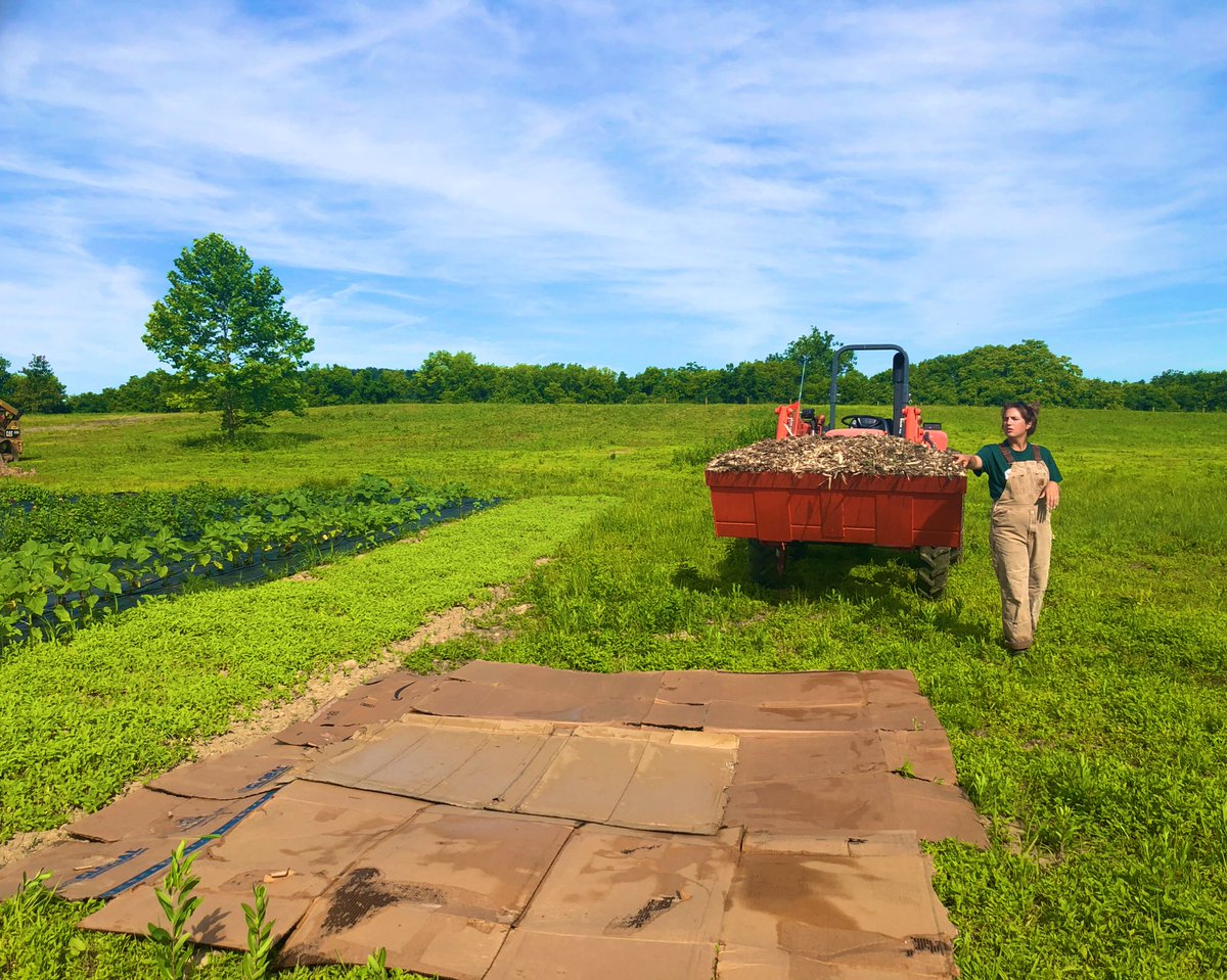 kschmidtmann1's tweet photo. Steps for a Lasagna Garden: 1. Layer of cardboard 2. Mulch 3. Straw 4. Compost. A low-cost, low-effort way to create a weed free zone and have nutrient rich soil for your #garden! 📍 Roundabout Meadows Community Farm #PECFellows @vabeginningfarm @hobbyfarms @VaFarmBureau https://t.co/8R1UDFFwnp