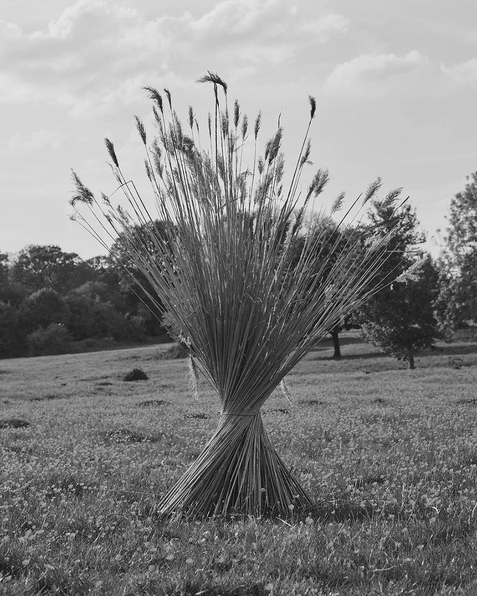 TOASTclothing's tweet photo. JULY | “If it could only be like this always – always summer, always alone, the fruit always ripe and Aloysius in a good temper...” ― Evelyn Waugh, Brideshead Revisited. #TOASTbeing https://t.co/BVw3clBmwz