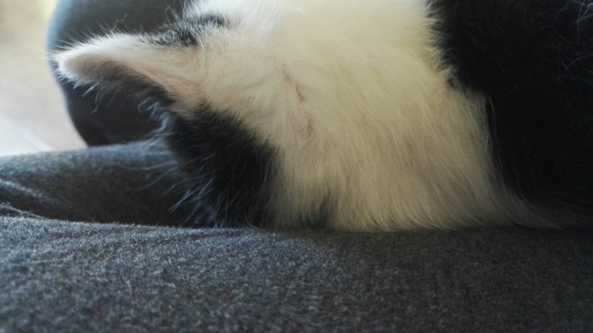 DatLady2's tweet image. I scared the cat with a fart