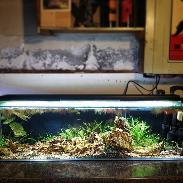 OVAS_CA's tweet image. 12 gallon long #ottawavalleyaquariumsociety #OVAS #plantedtank #freshwateraquarium #clownkillifish #blacktigerbadis ift.tt/2JluUAM