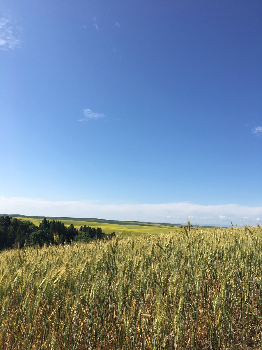 JaimeNolan13's tweet photo. First day of my “staycation”. #ILoveWhereILive #ThePolouse #ILovePullman https://t.co/RTibUKywxm