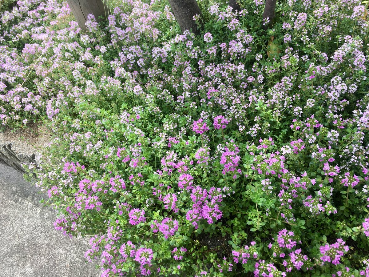 ヤヤー 駐車場の植え込みのグラウンドカバーに数種類のタイムを植えた 5年は経ったかな 濃い花色のがイブキジャコウソウ 薄いピンクのがホワイトタイム のはず 白くないw フォックスリータイムという斑入りのものはなかなか増えないなぁ 庭も