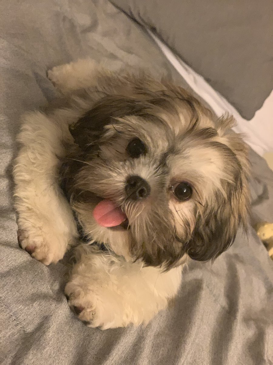 karaaaa_nicole's tweet photo. I am 100% obsessed with my dog and idk how to make it stop. https://t.co/L8AZW80mae
