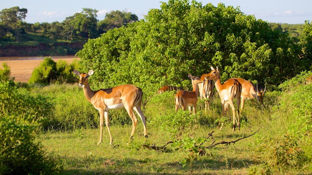 DestinationWE's tweet photo. Kruger National Park in #SouthAfrica 😍🐯 https://t.co/NP1SrmwX98
