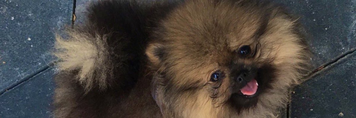 ma3ol_'s tweet photo. My babies #Doobi #choco #Teddy 🐶💙 https://t.co/kwqYtZyhn6