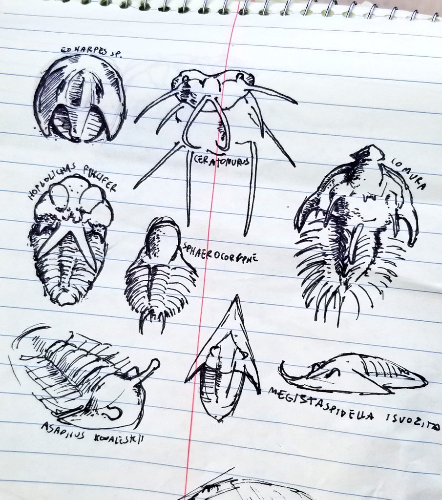 Attempted to sketch some trilobites at the smithsonian after being flash-flooded on 