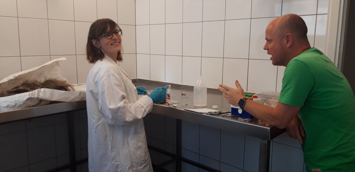 AdriaensTim's tweet photo. @INBOVlaanderen setting up collaboration for DNA barcording of #UnionList #invasivespecies samples of many species from our freezer #BopCo @africamuseumbe @RBINSmuseum https://t.co/StPe96dmy9