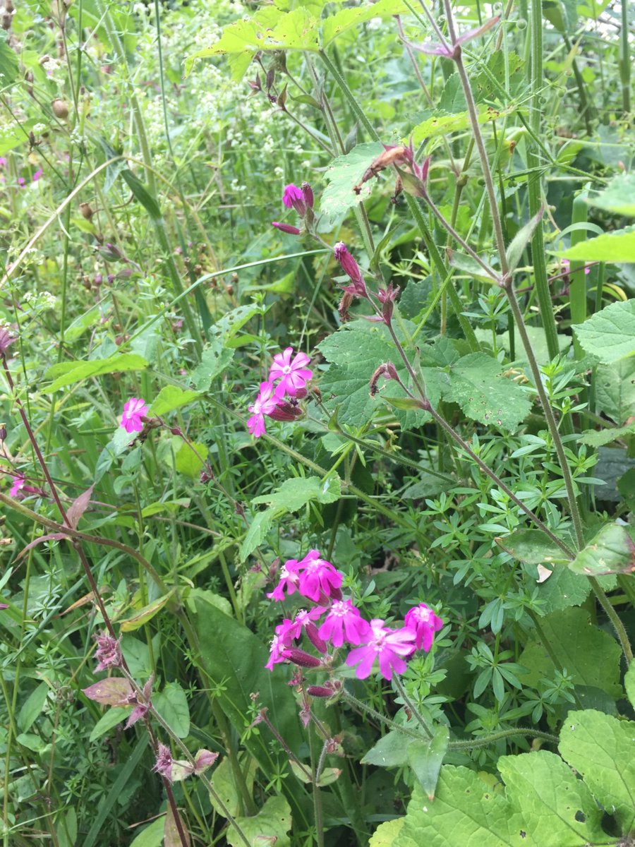 LoveStGeorges's tweet photo. Our @GrowWildUK #wildflowers sowed April 2018 &amp; doing well. Albion / New St Walkway #StGeorges #Telford https://t.co/c0gJM0ejDP