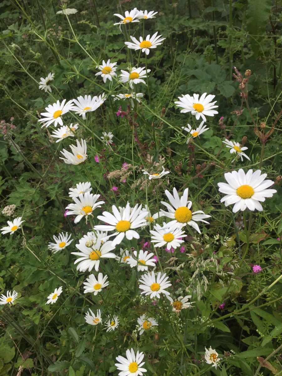 LoveStGeorges's tweet photo. Our @GrowWildUK #wildflowers sowed April 2018 &amp; doing well. Albion / New St Walkway #StGeorges #Telford https://t.co/c0gJM0ejDP