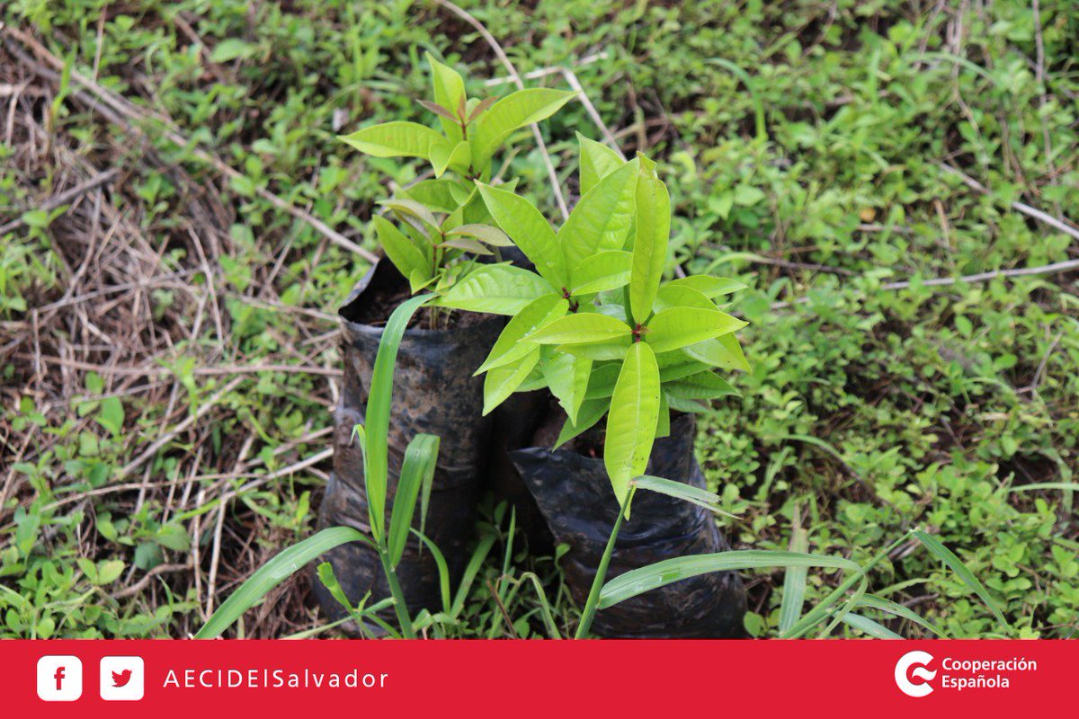 AECIDElSalvador's tweet image. La #CooperaciónEspañola tiene un firme compromiso con la sostenibilidad del medio ambiente y la lucha contra el cambio climático. 

#SomosCooperación #AECID #MedioAmbiente #CambioClimático