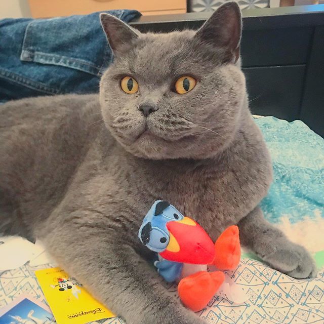 lundyBSH's tweet photo. Thank you to Steph for the presents from Disneyland. So happy to have my momma back home 😏❤️💜💚💙🧡 https://t.co/fr2VbAWOaq https://t.co/uJJ8BdrP9S