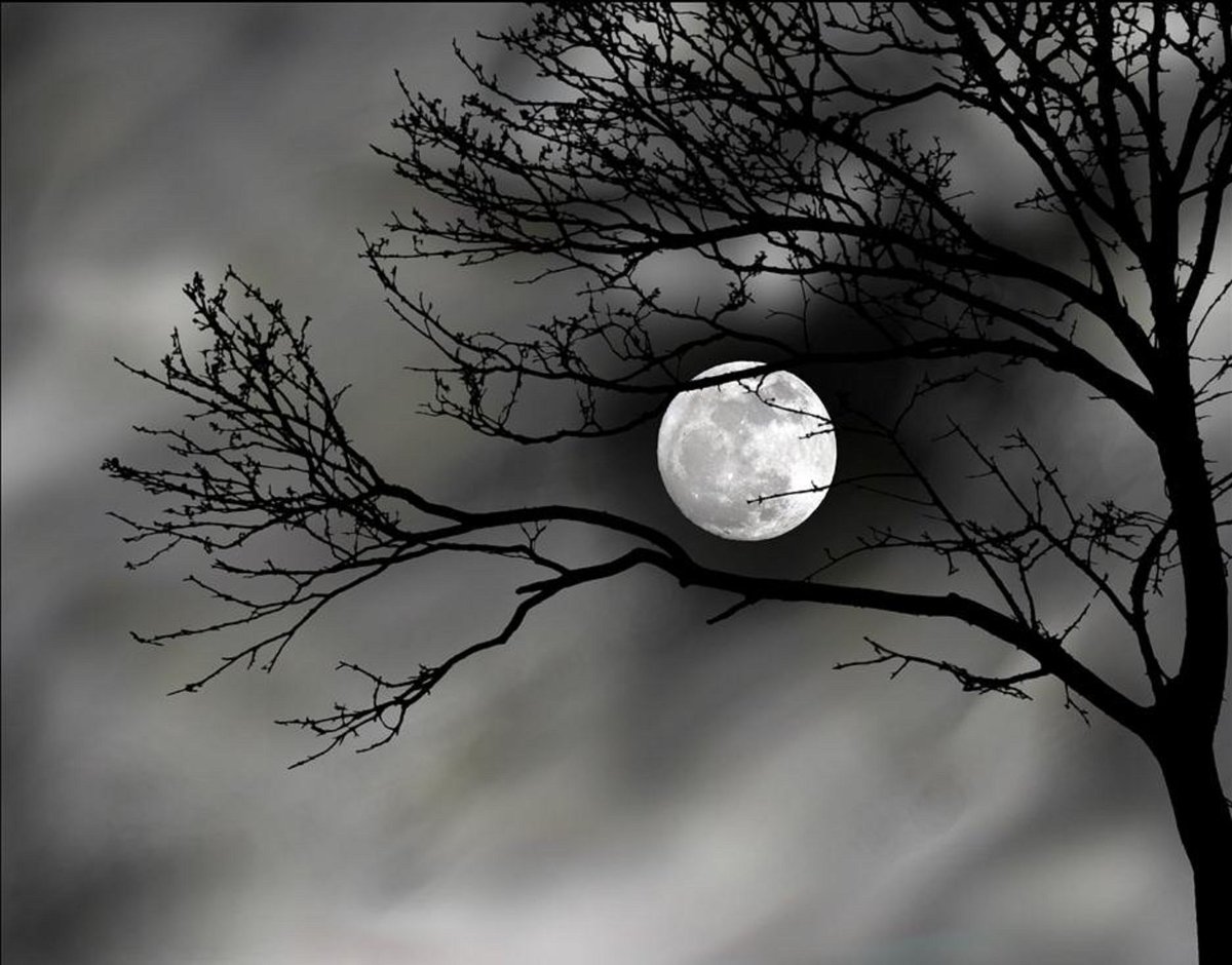 Луна сквозь деревья