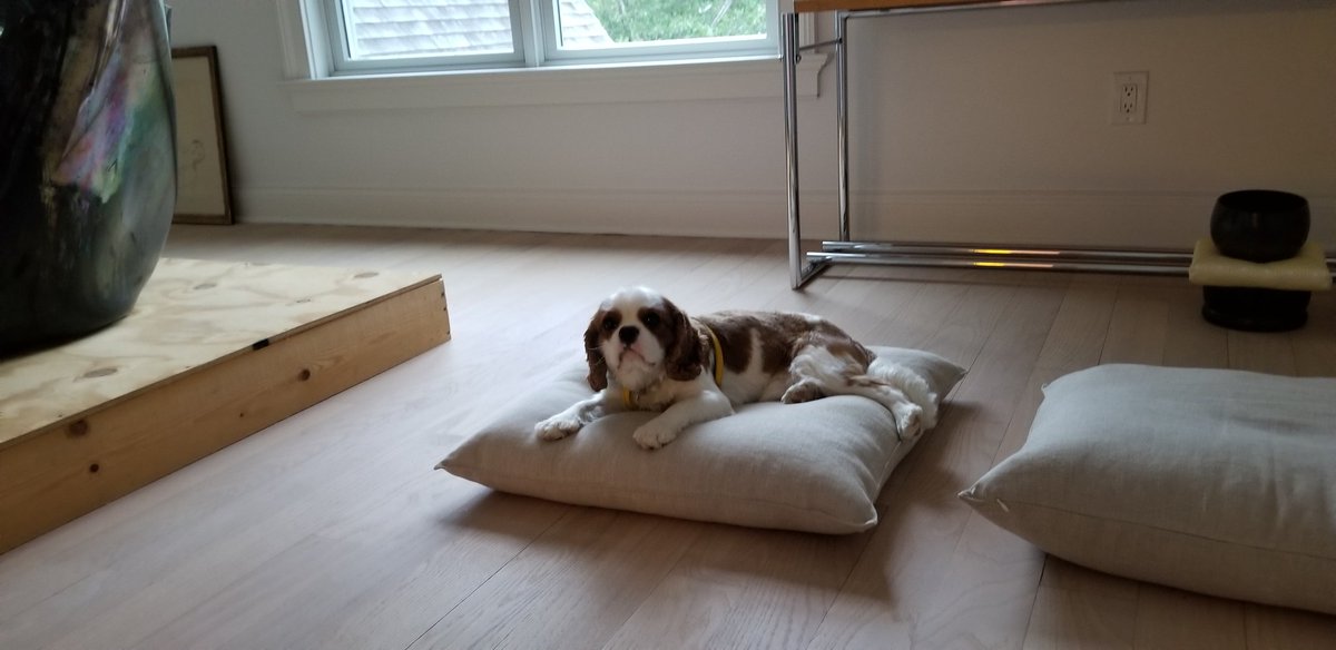 Syed Doha® tweet media