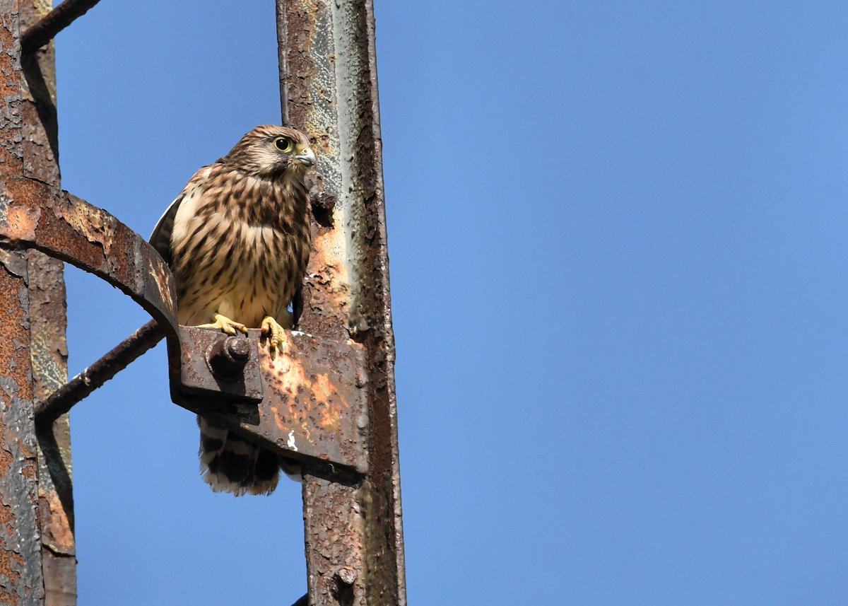 Mettle on Metal. 
One of the four recently fledged Kestrels; either intrepid or reckless.
Raised on the decaying dragline machine inside RSPB St Aidan’s Nature
Park, Leeds.   
#staidans #airevalley #Swillyings
#WexMondays #apppicoftheweek #fsprintmonday