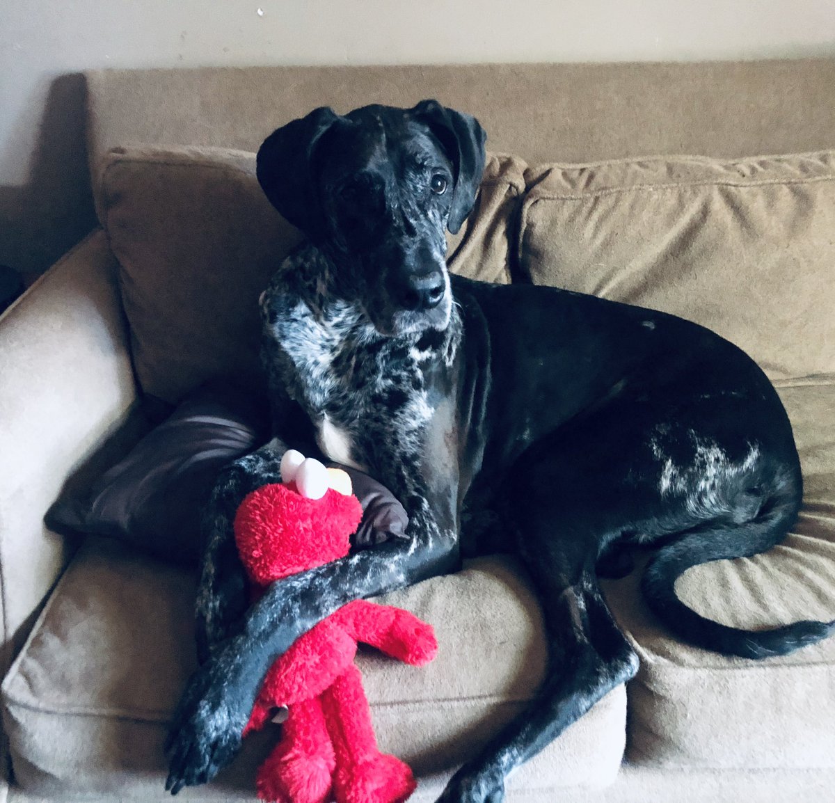 SassyJasse's tweet photo. @AlisheMarie Zoe and Elmo are sending positive vibes your way💜💙 https://t.co/0pecR0B0U8